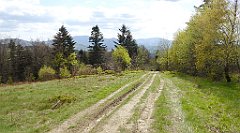 319_TZ60_P1110132_cr