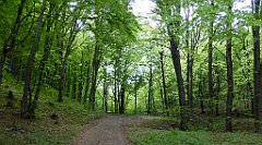 421_TZ60_P1110370_cr