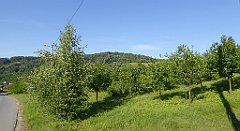 0049_TZ60_P1110636_cr