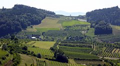 0133_TZ60_P1110711_cr