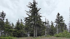 064_TZ60_P1110921_cr