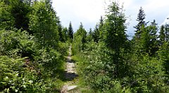 0269_TZ60_P1120166_cr