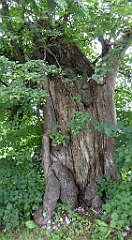 0409_TZ60_P1120405_cr