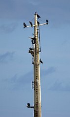 0300_TZ60_P1120632_cr