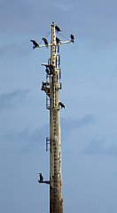 0301_TZ60_P1120633_cr