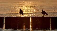 0064_TZ60_P1120772_cr