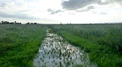 0038a_TZ_P1100460_cr