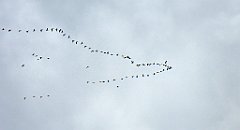 0558_TZ60_P1140185_cr