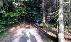 345_TZ60_P1150254_cr