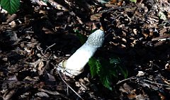 347_TZ60_P1150257_cr