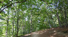 0065_TZ60_P1150336_cr