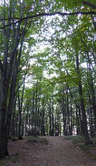 0304_TZ60_P1150515_cr