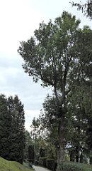 217_TZ60_P1150787_cr