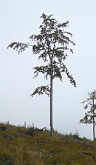 259_TZ60_P1150962_cr