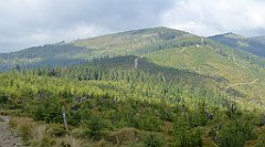 319_TZ60_P1150989_cr