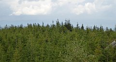 399_TZ60_P1160029_cr