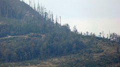 451_TZ60_P1160055_cr