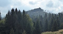 466_TZ60_P1160060_cr