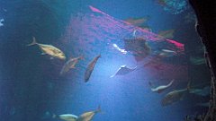 121_A806_IMG_20171210_105712