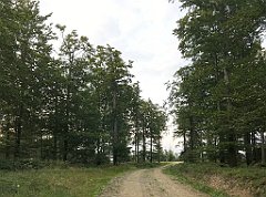 410_iP_180828_IMG_2961