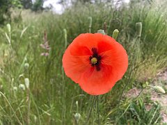 010_iP_210615_IMG_2601