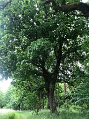 120_iP_210615_IMG_2651