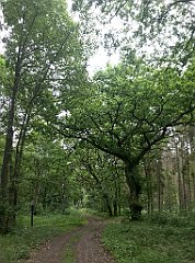 130_iP_210615_IMG_2661