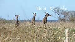 2022_04_21_Kluki_Rowienko